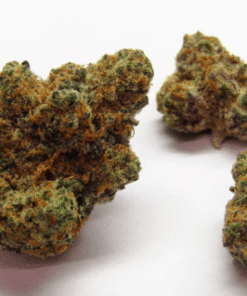 INDICA